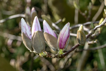 Closeup of magnolia blossom under a bright early spring sun light blooming calmly and smoothly