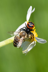 fly on flower