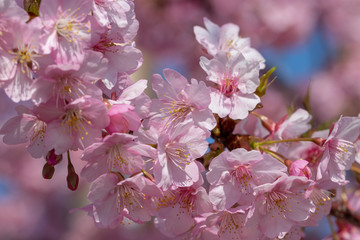 Kawazu Sakura of Fukuei Sports Plaza, Ichikawa City, Chiba Prefecture, Japan