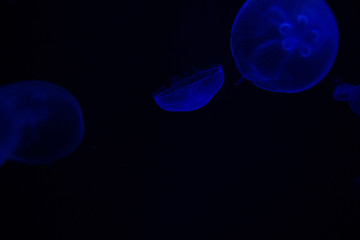 Obraz na płótnie Canvas Common Jellyfish (Aurelia aurita) with a dark background in blue tones (also called, moon jellyfish, moon jelly, or saucer jelly)
