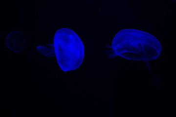 Common Jellyfish (Aurelia aurita) with a dark background in blue tones (also called, moon jellyfish, moon jelly, or saucer jelly)