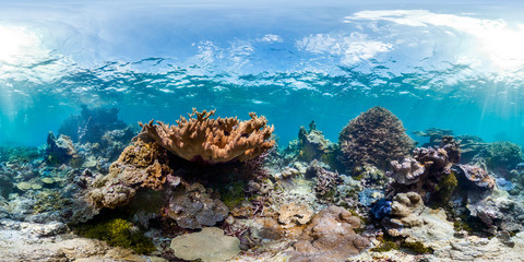 360 of coral in Palmyra