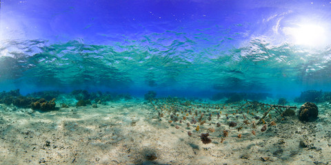 Fototapeta na wymiar 360 of coral restoration nursery