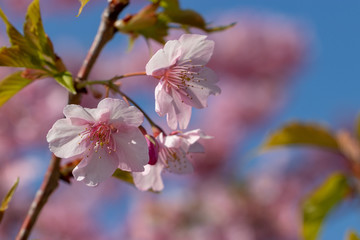 Kawazu Sakura of Fukuei Sports Plaza, Ichikawa City, Chiba Prefecture, Japan