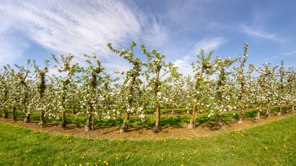 Fototapeta na wymiar Blooming apple tree plantation in spring, Rhineland, North Rhine-Westphalia, Germany