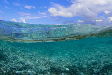 Under over of bleaching coral in New Caledonia