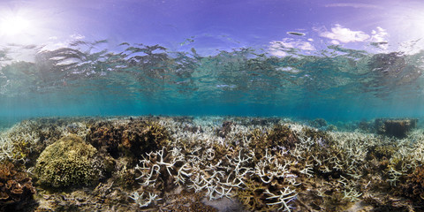 360 of coral bleaching in Fiji