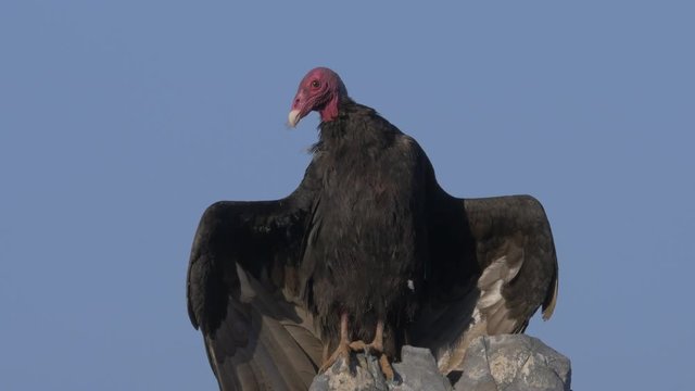 Chilenean Vulture Sitting On A Rock, Drying Itself