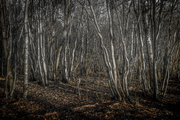 forêt de troncs blancs de nuit