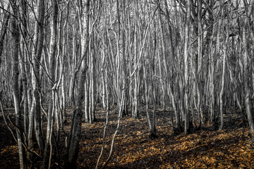 for&ecirc;t de tronc blanc avec tapis de feuilles oranges