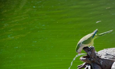 Loro verde con fondo verde bebiendo agua del chorro de una fuente, copy-space