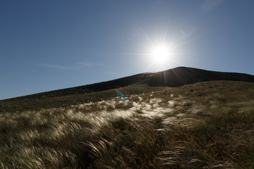 Meadow of feather grass on hillside, windy day.