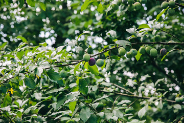 Green and purple plums growing on the tree. Harvest time summer and autumn photo. Healthy ecological home food.
