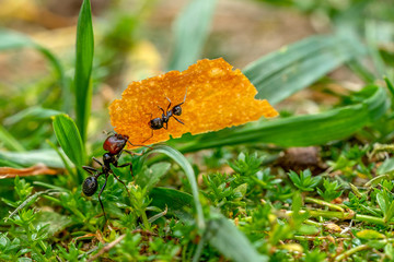 une grosse fourmi transporte une miette sur laquelle s'accroche une autre petite fourmi
