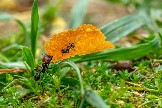 รูปภาพMiette – เลือกดูภาพถ่ายสต็อก เวกเตอร์ และวิดีโอ470 | Adobe Stock