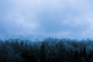 Mystery Forest