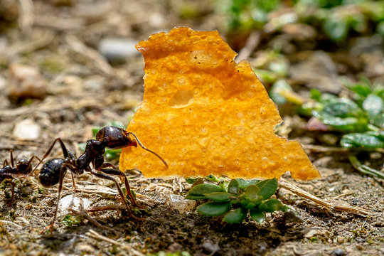 une fourmi qui transporte une miette