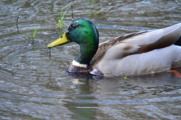 Obraz premium Sockente