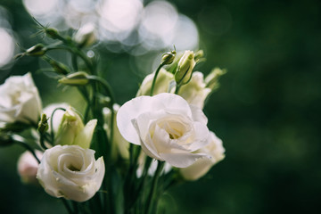 A bouquet of fresh white roses on a green blur background sunny day. Bunch of flowers