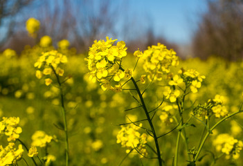 Mustard Flowers