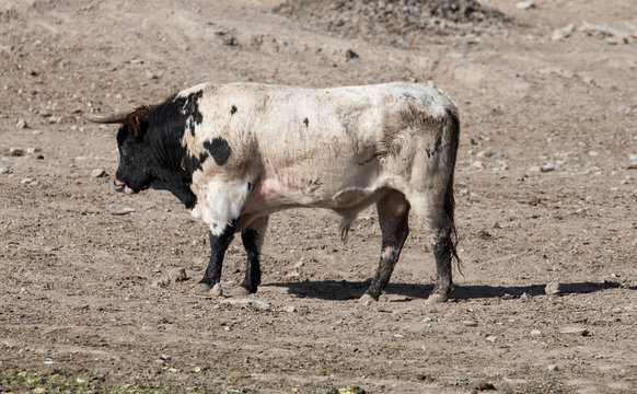 toro bravo