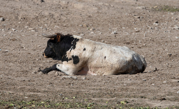 toro bravo