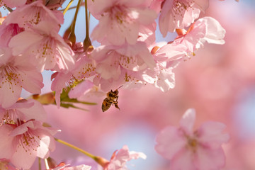 Kawazu Sakura and Bees in Fuei Sports Plaza, Ichikawa City, Chiba Prefecture, Japan