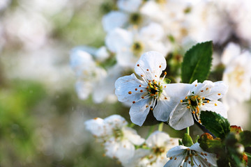 Flowering trees in spring on a light background, beautiful garden and good harvest in summer