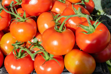fresh tomatoes on the vine