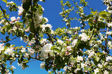 Flowering trees in spring on a light background, beautiful garden and good harvest in summer