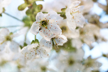 Flowering trees in spring on a light background, beautiful garden and good harvest in summer