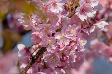 Kawazu Sakura of Fukuei Sports Plaza, Ichikawa City, Chiba Prefecture, Japan