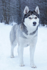 A dog of breed Husky with eyes of different colors stands in the winter park covered with snow.