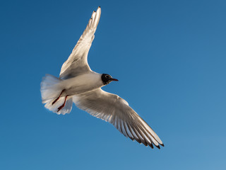 Mouette Atricille en vol