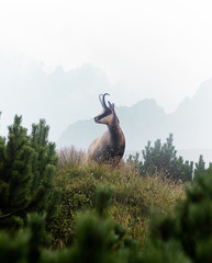 mountain goat