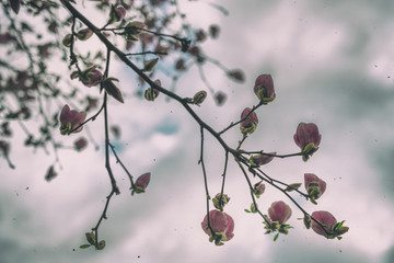 Magnolia tree against cloudy sky in spring season