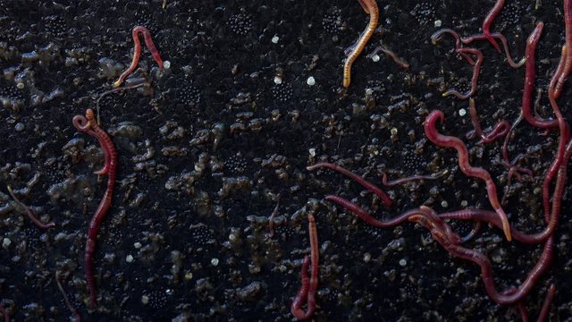 shot of red earth worms wriggling and squirming