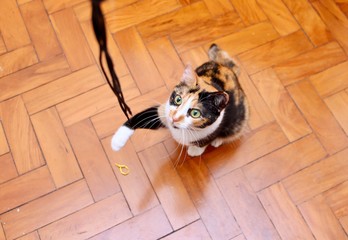 kitten and the shoelace