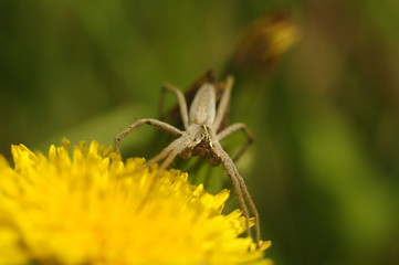 spider on leaf