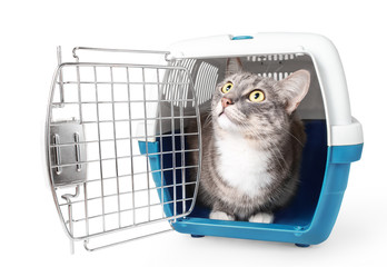 Cute lost grey cat sits in a plastic cage pet carrier isolated on white. Travel transportation, veterinary clinic and pet care concept