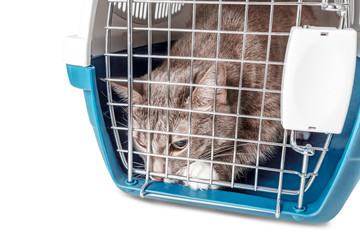 Poor lost homeless cat sitting in a cage carrying. The concept of medical care for Pets