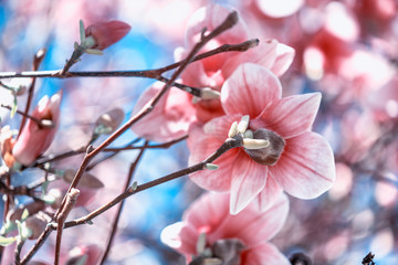 Closeup of beautiful magnolia with blue sky background