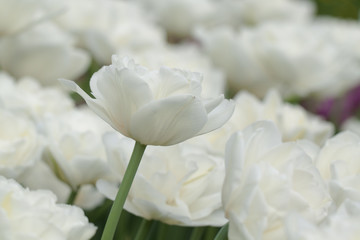 white fluffy beautiful tulips blooming in the field