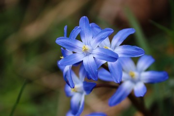 blaue Blüte des Schneeglanz
