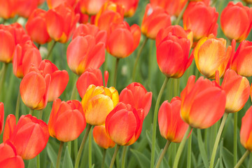red-orange beautiful tulips blooming in summer field