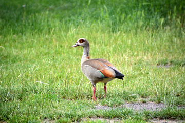 Nilgans