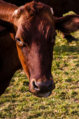 Angler Rind Kopf frontal