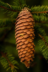 Einzelner Fichtentapfen am Zweig
