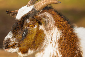 Junge Hausziege im Profil