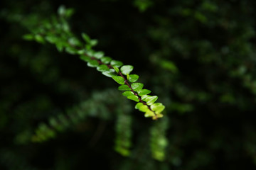 Fototapeta na wymiar Tiny Green Leaves